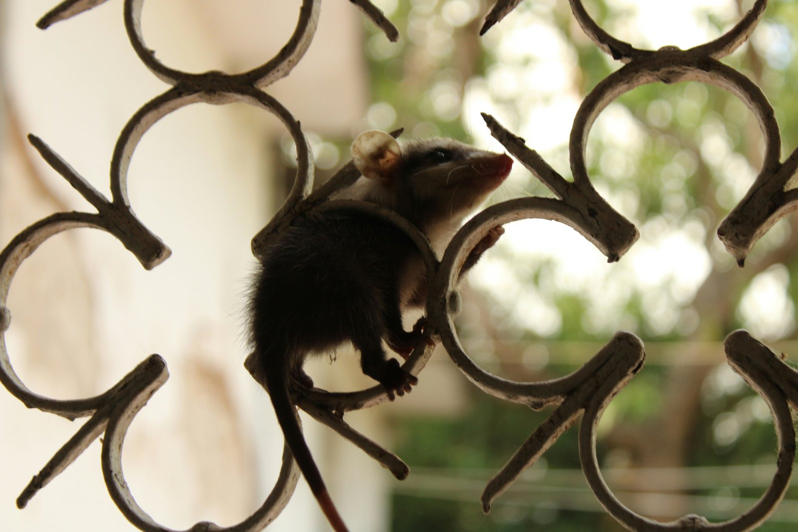 Rat proofing and rodent exclusion